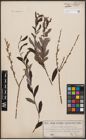 Foto von Salix aurita L. x Salix purpurea L.